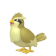 Pidgey