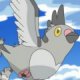 Wild's Pidove Wild's Pidove