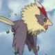 Wild's Rufflet Wild's Rufflet