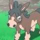 Wild's Mudbray Wild's Mudbray