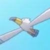 Wild's Wingull