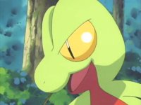 ~^~Rayquaza and Sceptile Fan Club~^~