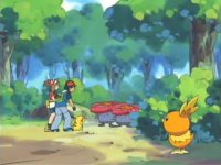 [PokeCommunity.com] Torchic Clubbie