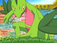 ~^~Rayquaza and Sceptile Fan Club~^~