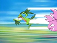 ~^~Rayquaza and Sceptile Fan Club~^~