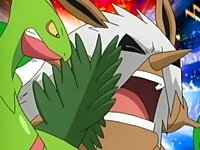 ~^~Rayquaza and Sceptile Fan Club~^~