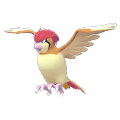 Pidgeotto Image
