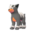 Houndour Image