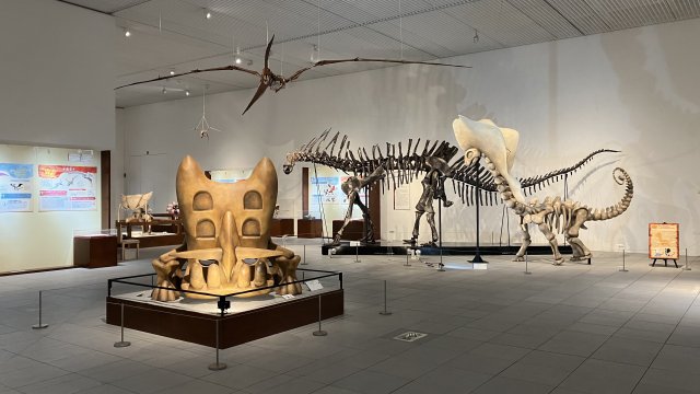 Fossil Displays