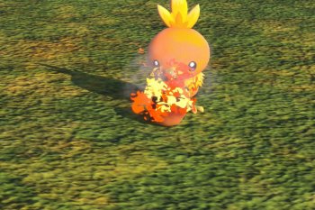 Torchic - 3 Star Photo - New Pokémon Snap