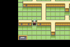 Turismo em Hoenn: Rota 110 e Mauville City