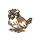 Pidgey