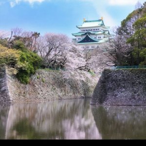 Pokelid Aichi Pokelid Aichi