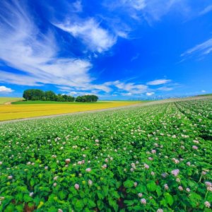 Pokelid Hokkaido Pokelid Hokkaido