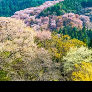 Pokelid Nara Pokelid Nara