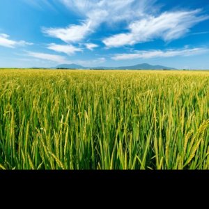 Pokelid Niigata Pokelid Niigata