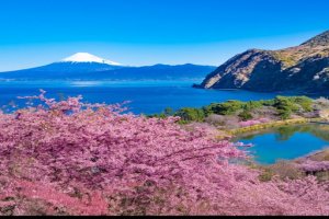 Pokelid Shizuoka Pokelid Shizuoka