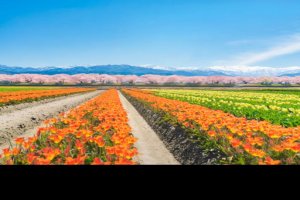 Pokelid Toyama Pokelid Toyama