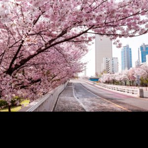 Spring Blossom Festival