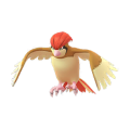 Pidgeotto