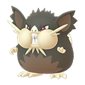 Raticate