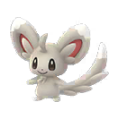 Minccino