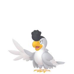 White Plumage