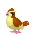 Pidgey Image