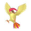 Pidgeotto in Pokémon HOME