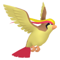 Pidgeot in Pokémon HOME