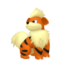 Growlithe in Pokémon HOME