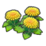 Dandy flower seeds
