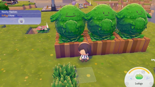 Flat-Topped Tree Image