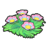 Seabed flower seeds (Pink)