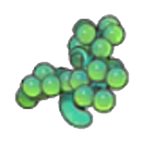 Sea grape stalk
