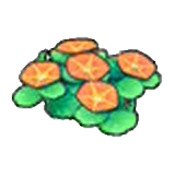 Seashore flowers (orange)