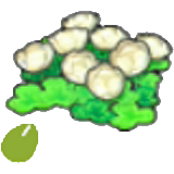 Skyland-flower seeds