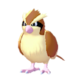 Pidgey Image