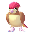 Pidgeotto Image