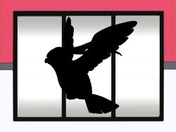 Pokémon of the Week - Pidgeot