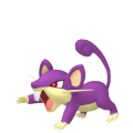 Rattata