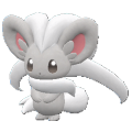 Cinccino