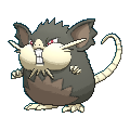 Pokemon 16019 Alolan Rattata Pokedex: Evolution, Moves, Location, Stats