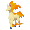 Rapidash