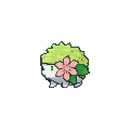 Garanta já o seu Shaymin